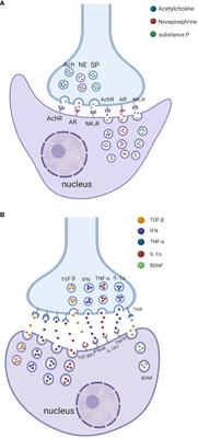Bidirectional crosstalk between the peripheral nervous system and lymphoid tissues/organs